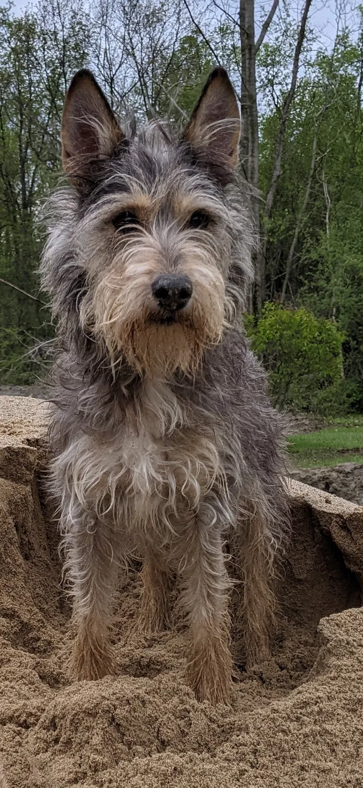 Lost dog in Ann Arbor, MI, 48105