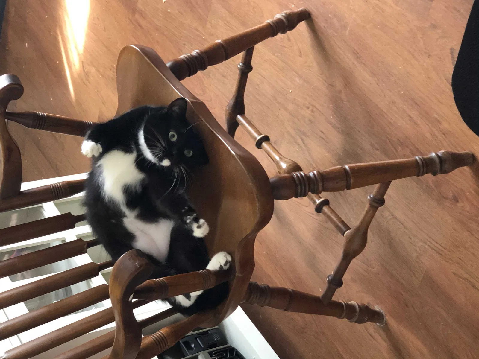 Lost cat in Erie, PA, 16504