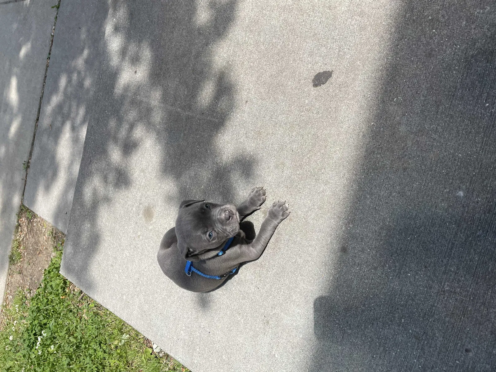 Lost dog in Milford, MI, 48380