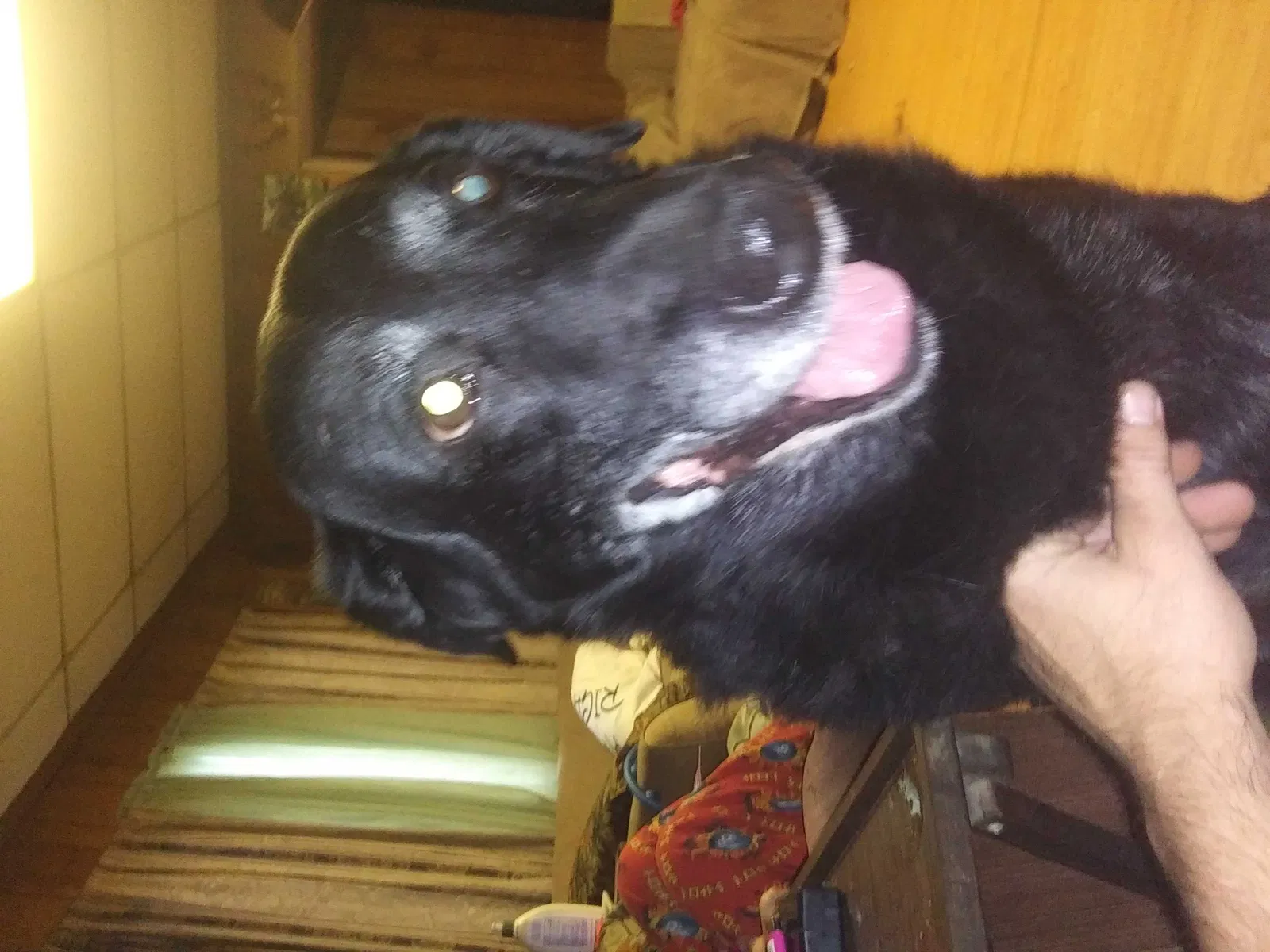 Lost dog in Dundee, MI, 48131