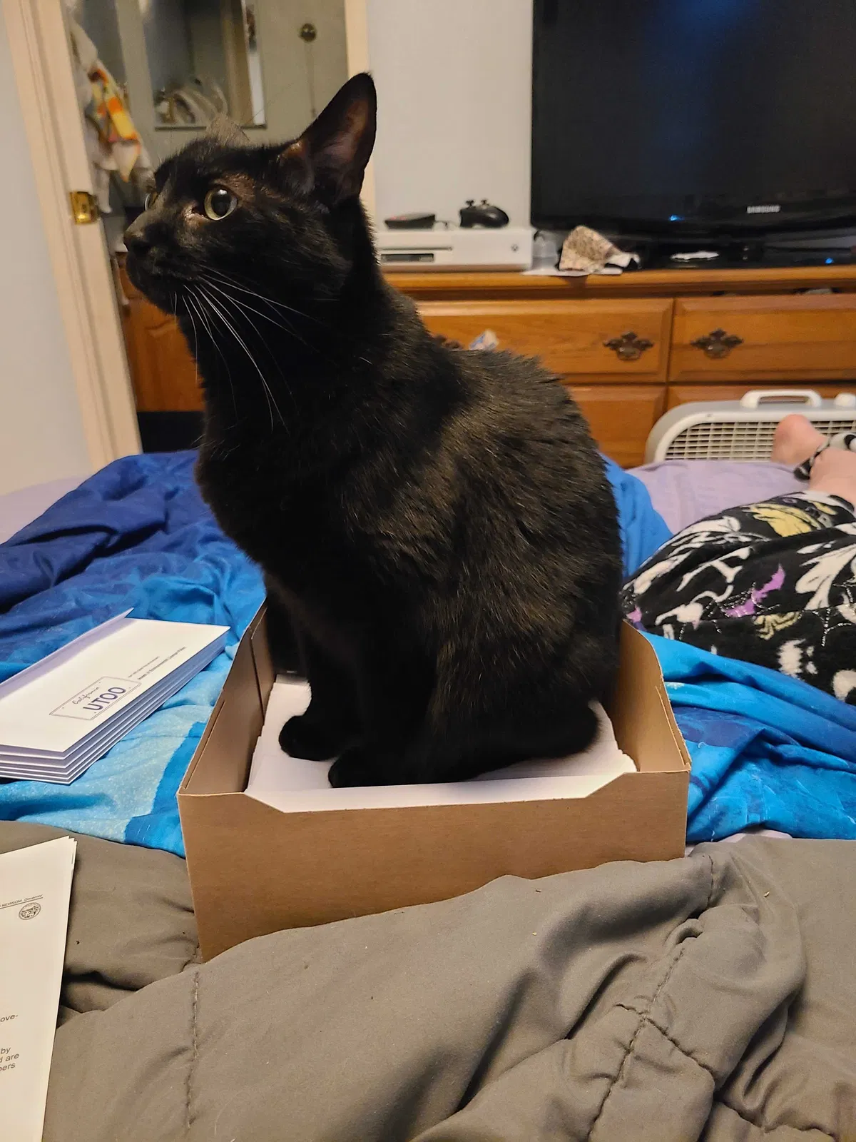 Lost cat in Sacramento, CA, 95842