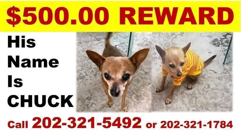Lost dog in District Heights, MD, 20747