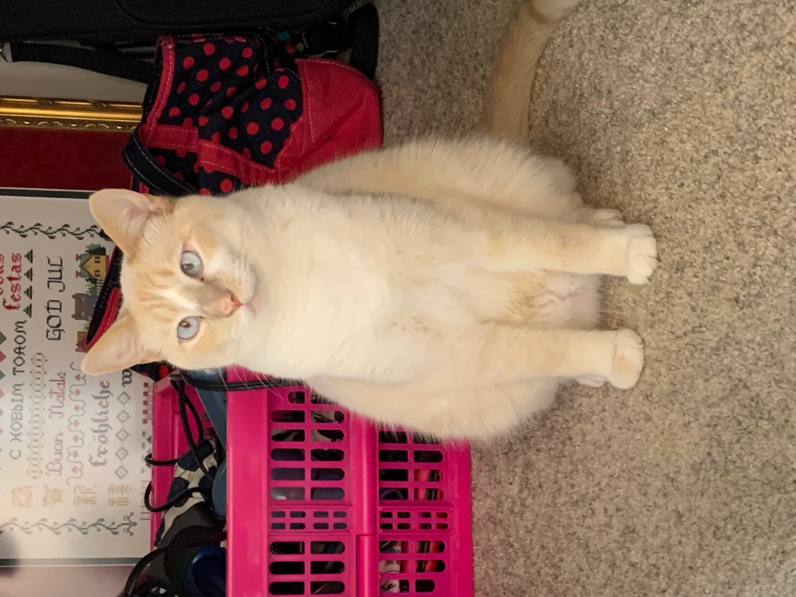 Lost cat in San Francisco, CA, 94103