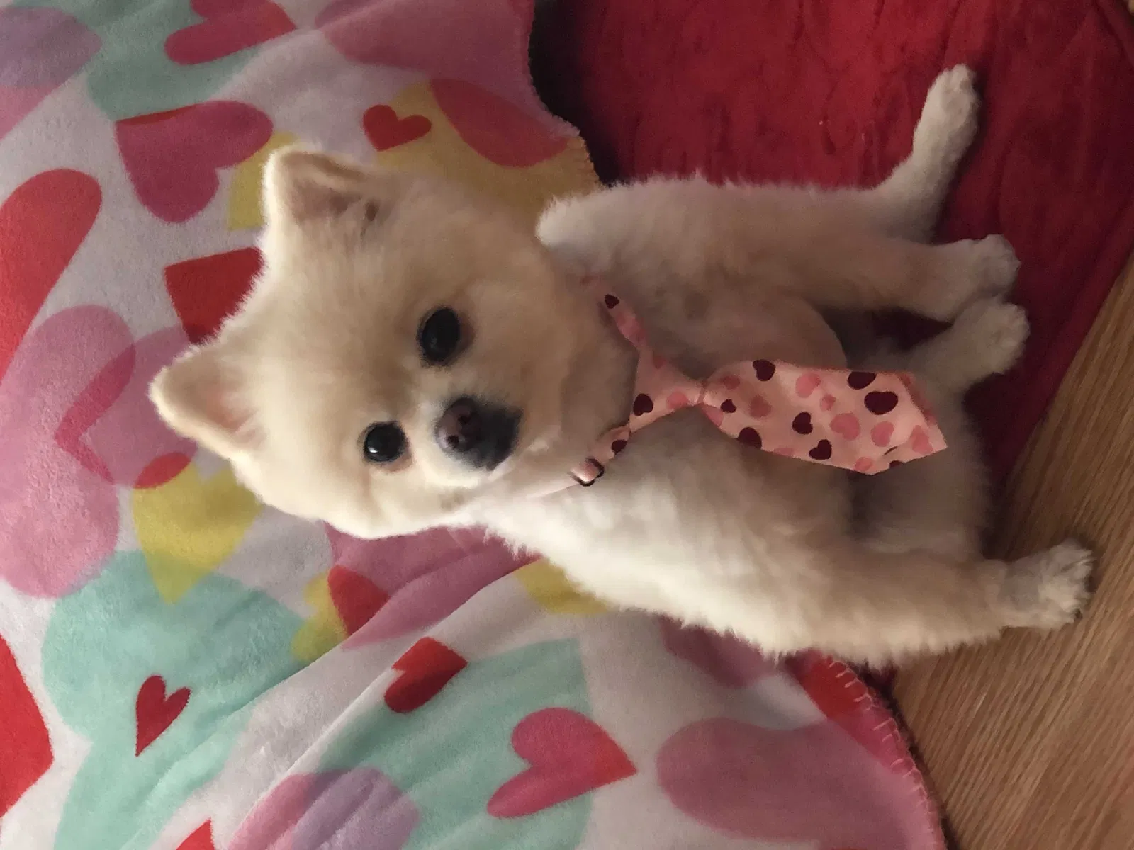 Lost dog in Las Vegas, NV, 89104