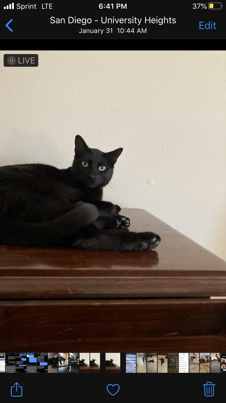 Lost cat in San Diego, CA, 92116