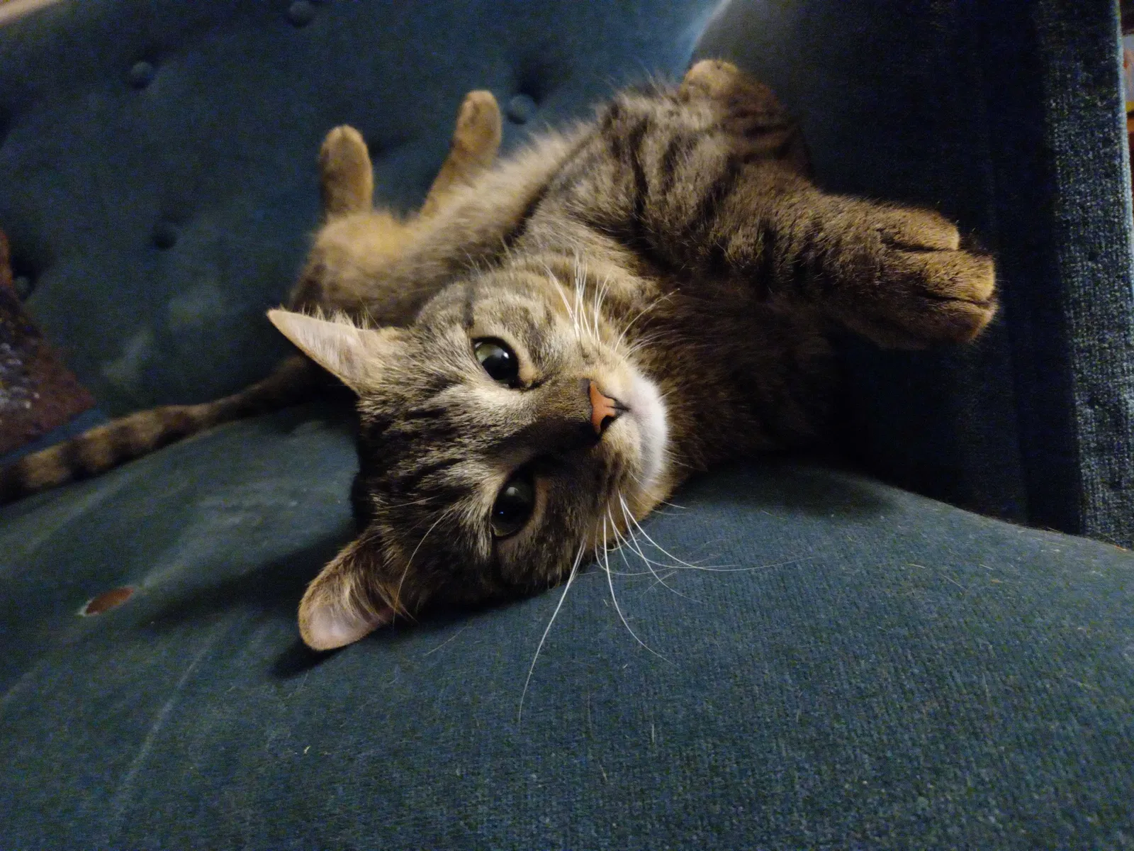 Lost cat in Powhatan, VA, 23139
