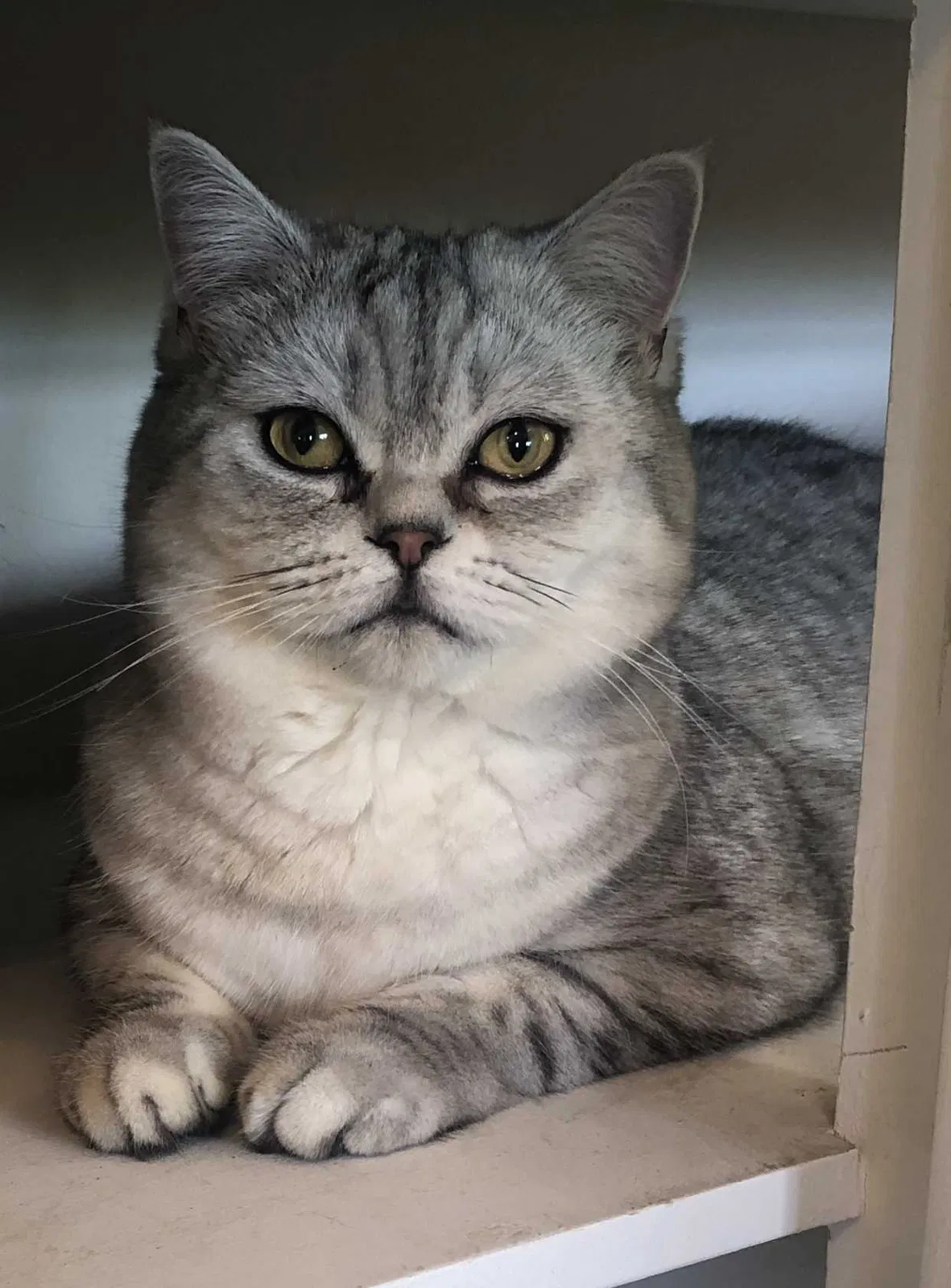 Lost cat in Alamo, CA, 94507