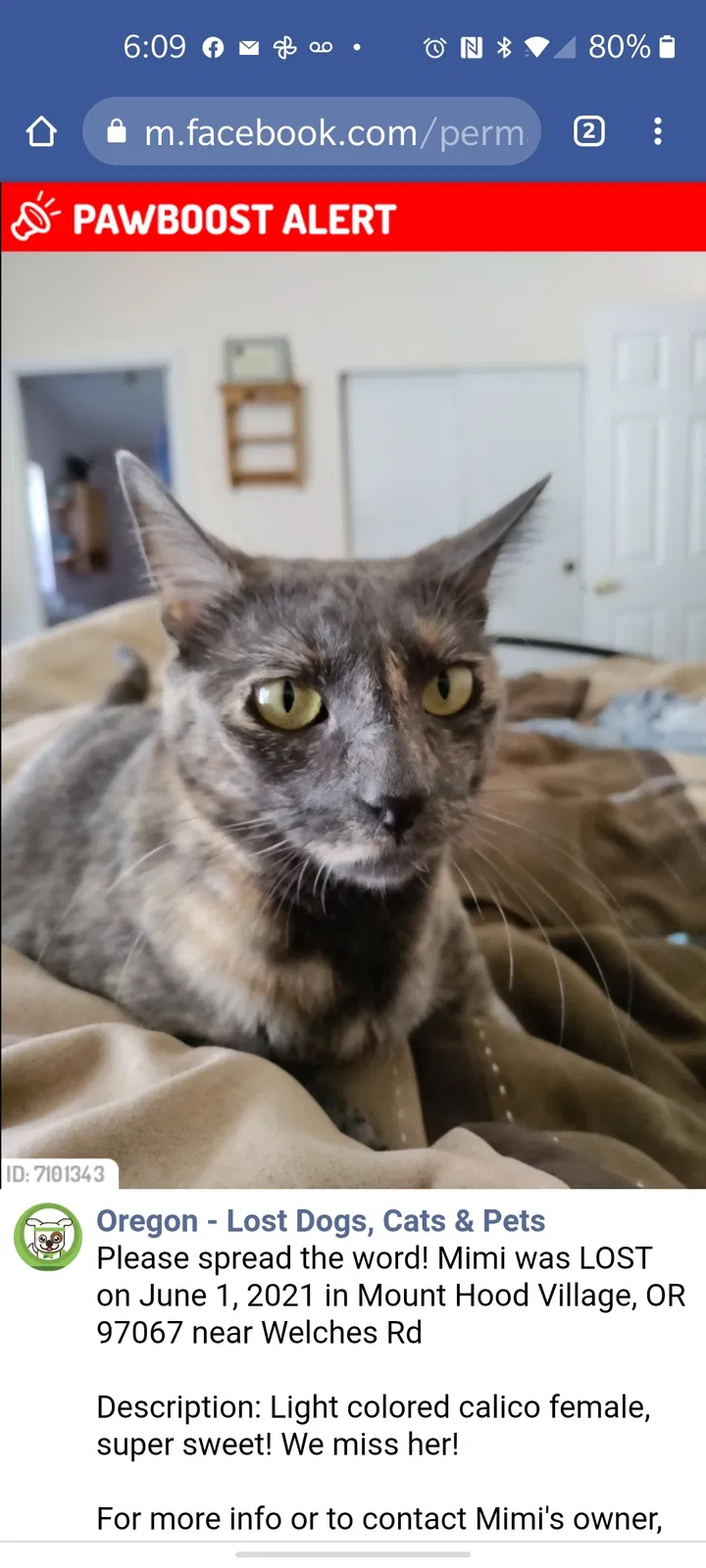 Lost cat in Welches, OR, 97067