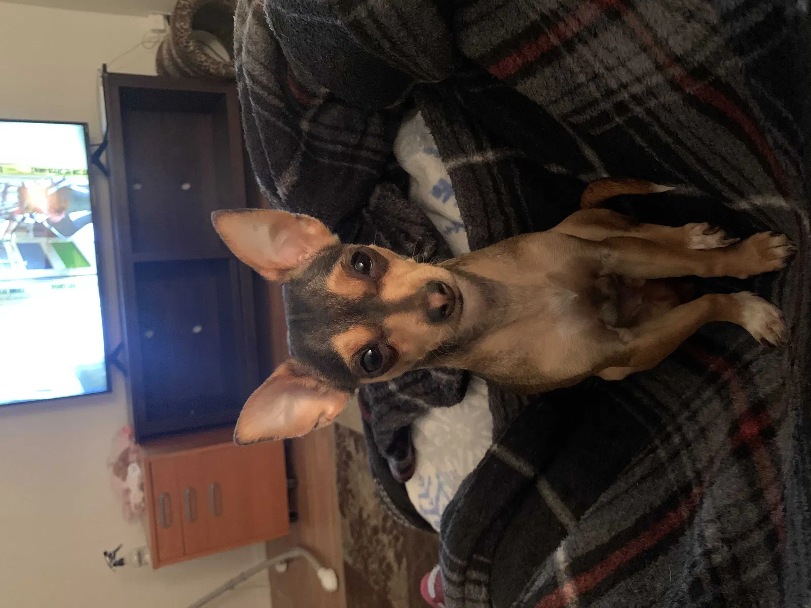 Lost dog in Cocoa, FL, 32926