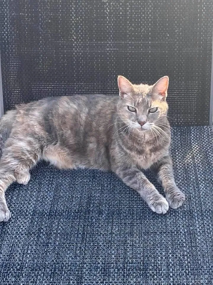 Lost cat in Vero Beach, FL, 32963