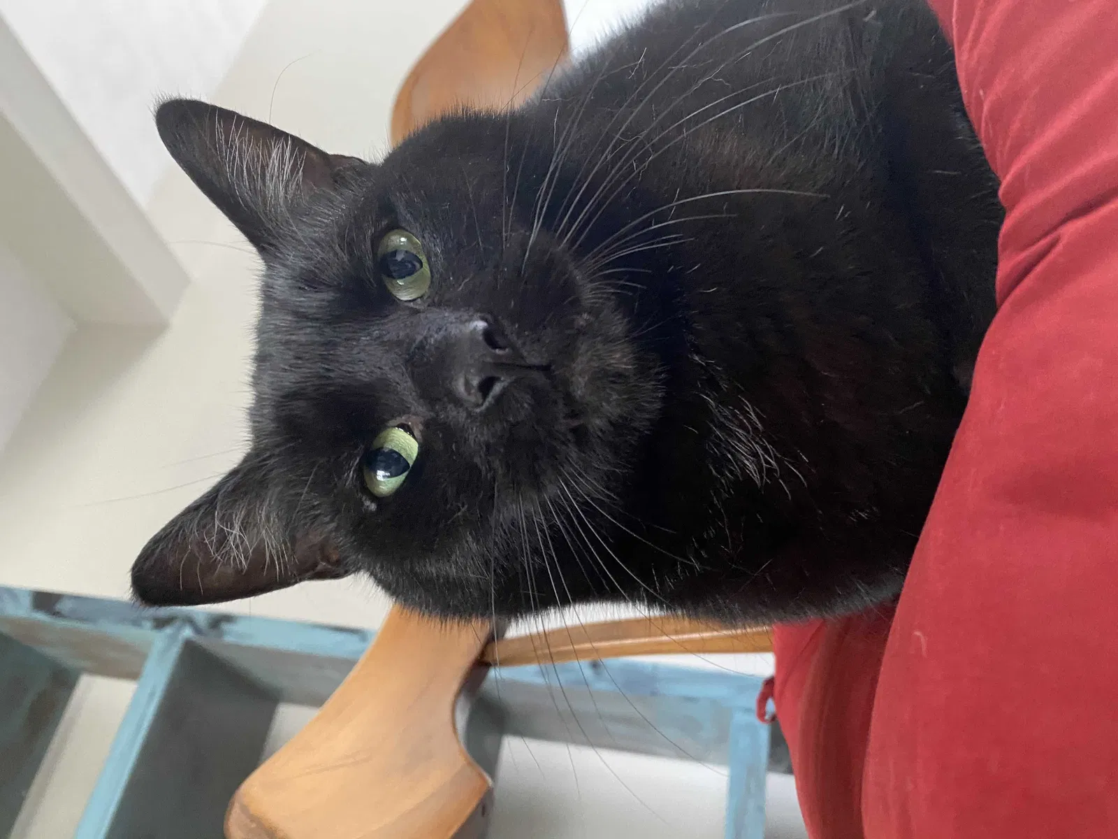 Lost cat in Saint Louis, MO, 63119