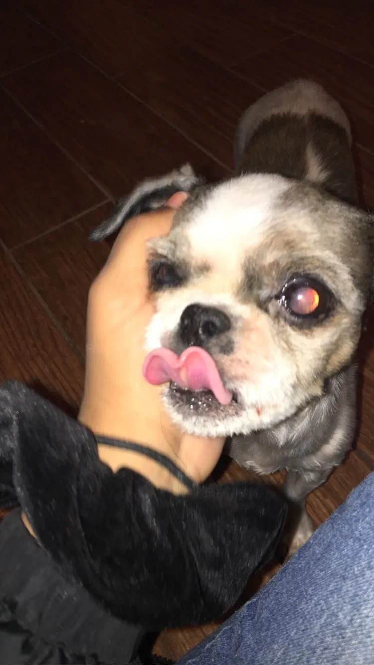 Lost dog in Edmond, OK, 73013