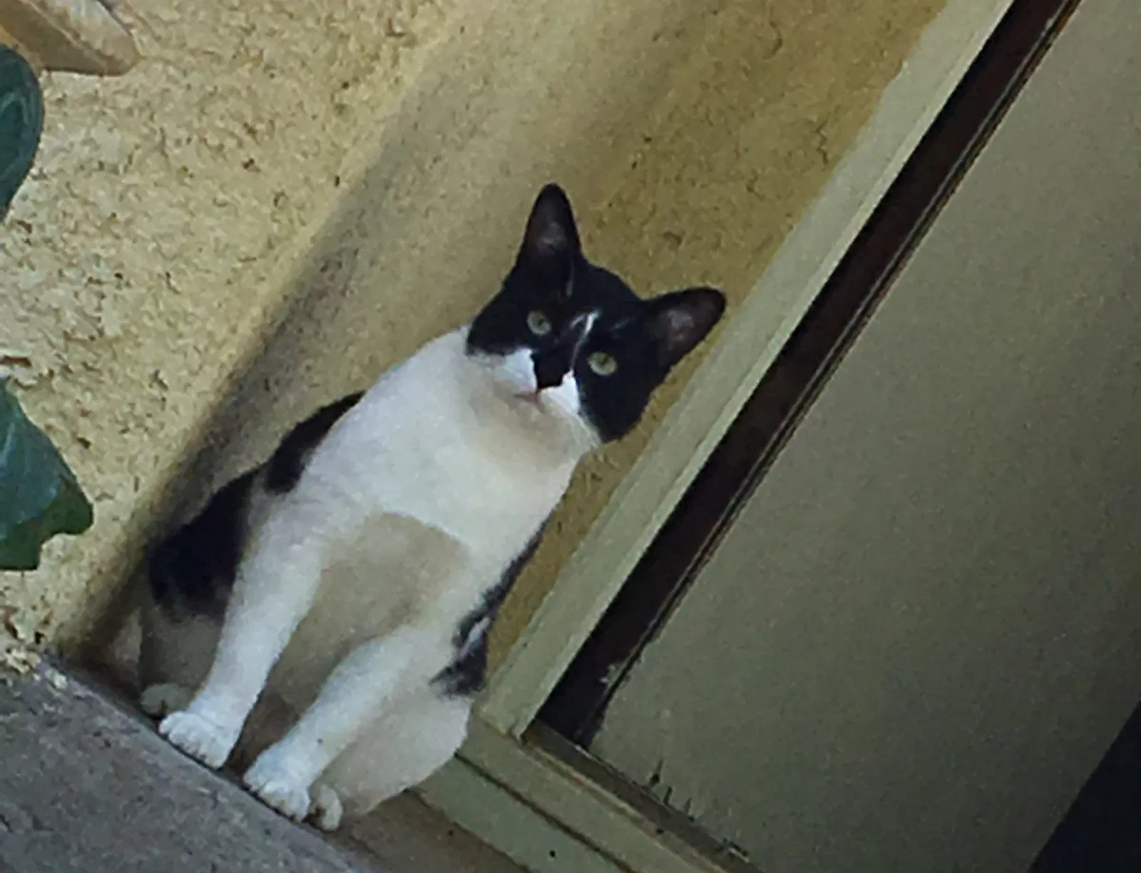Lost cat in Reno, NV, 89506