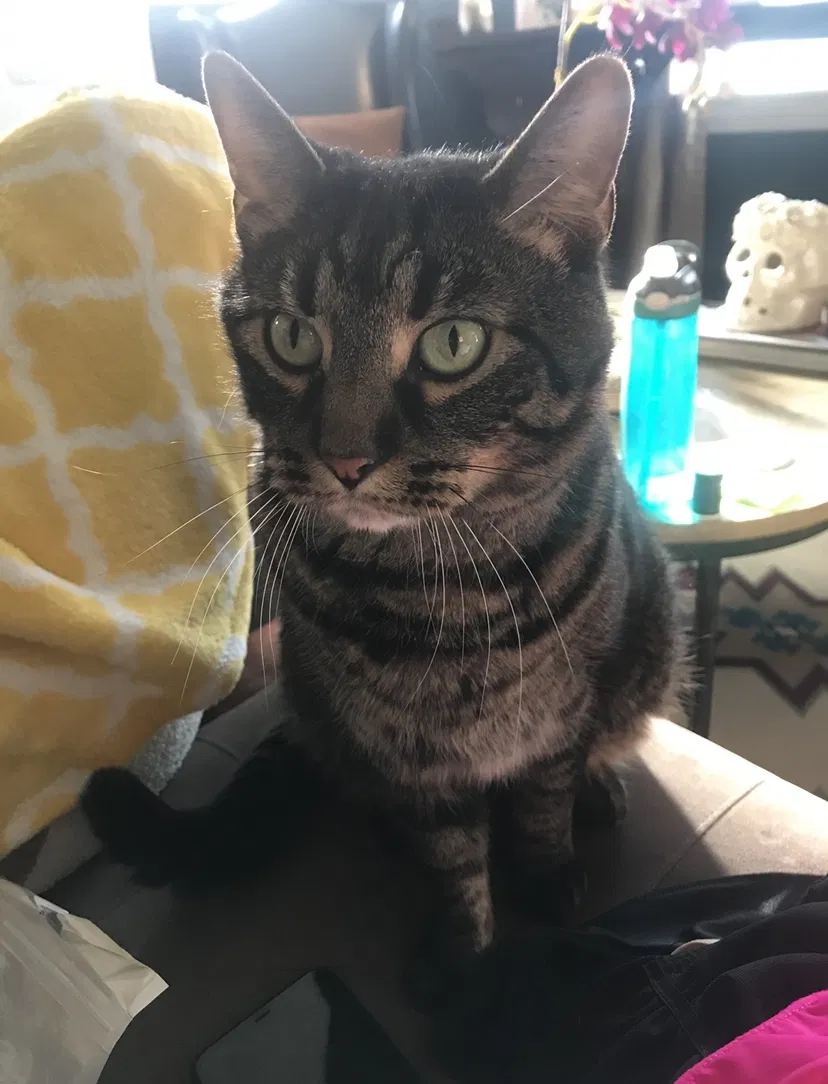 Lost cat in Saint Louis, MO, 63109