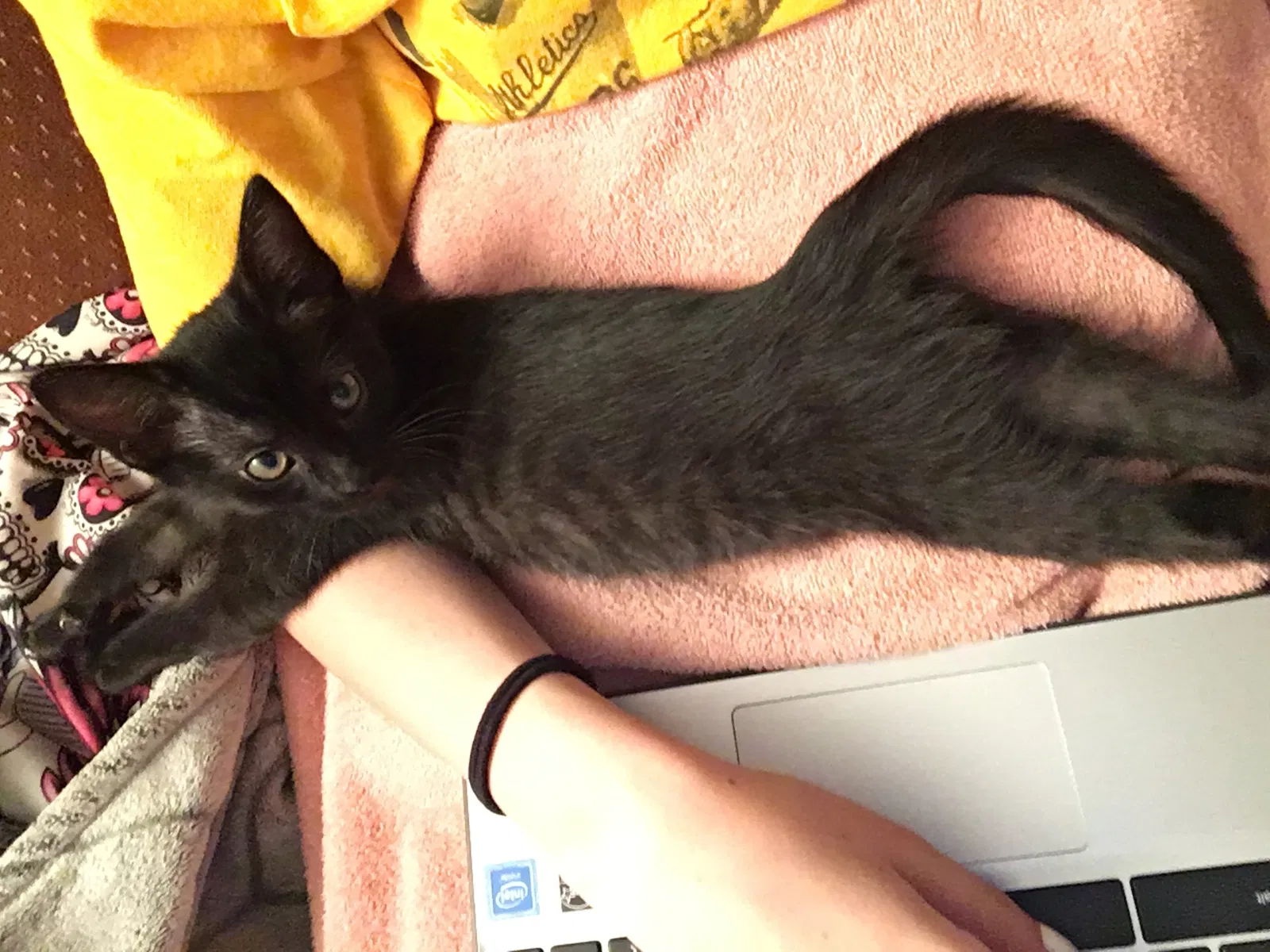 Found cat in Stockton, CA, 95209