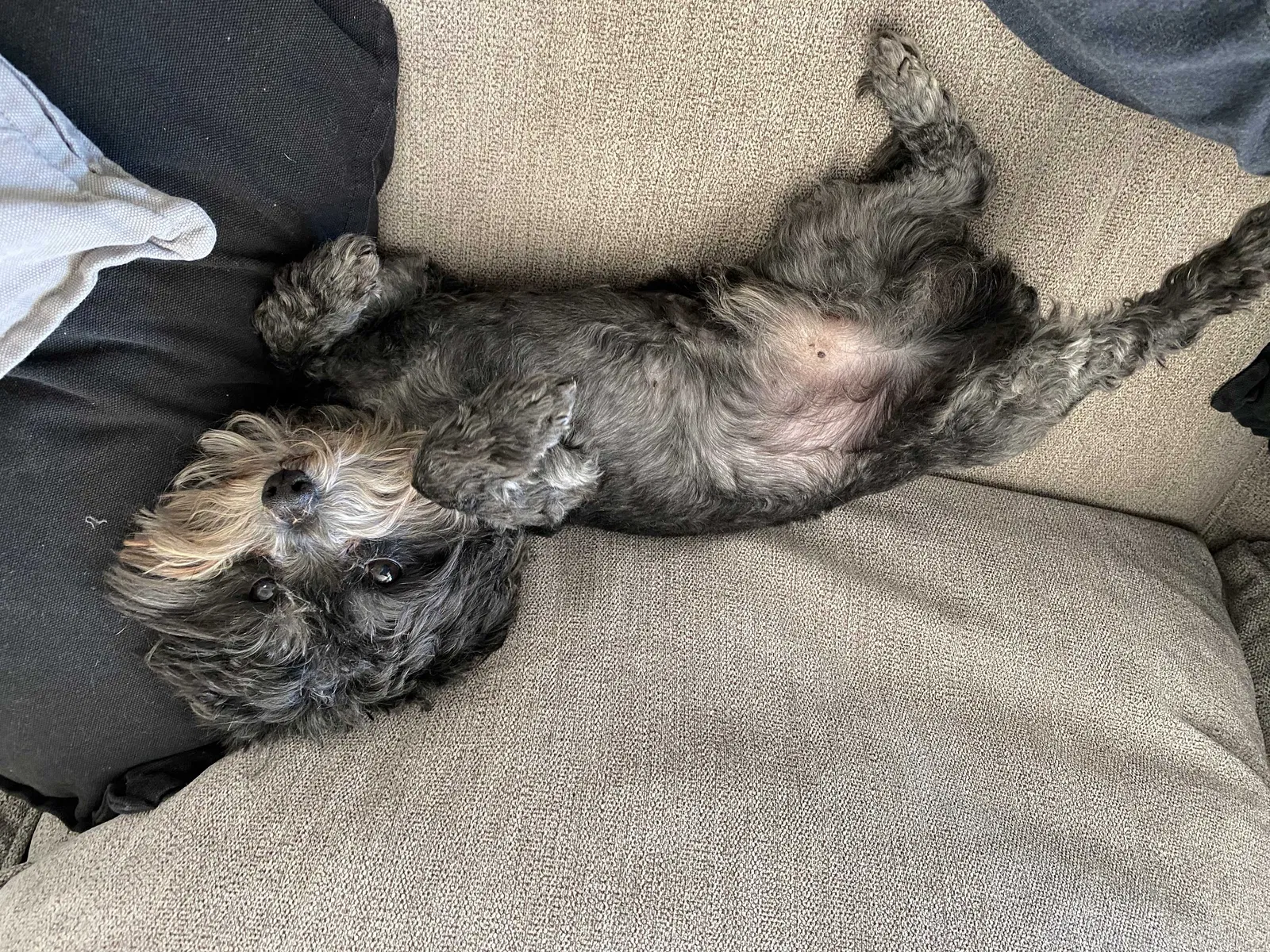 Lost dog in Ceres, CA, 95307