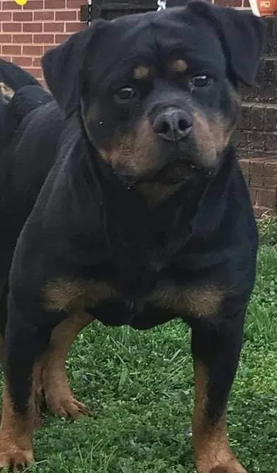 Lost dog in Summerfield, NC, 27358