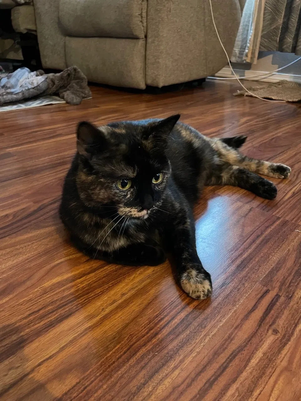 Lost cat in Kelso, WA, 98626