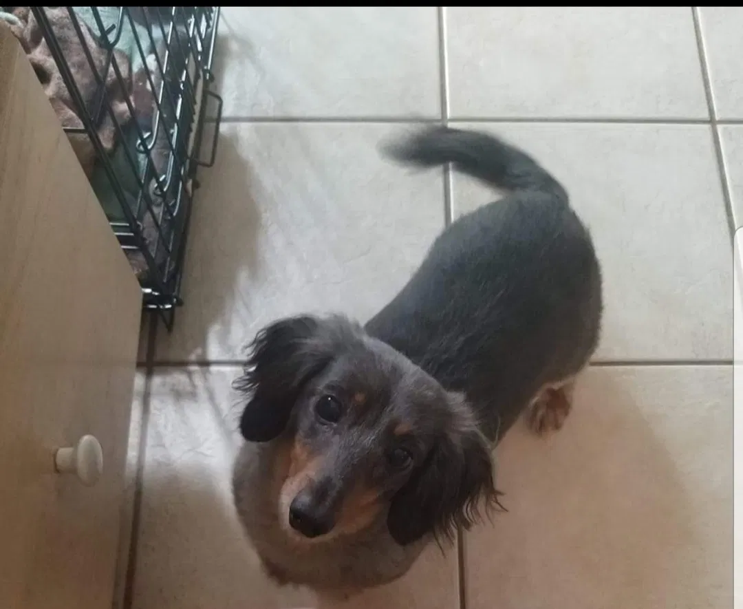 Lost dog in Louisville, KY, 40218