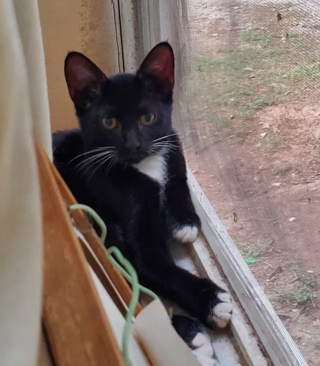 Lost cat in Austin, TX, 78723