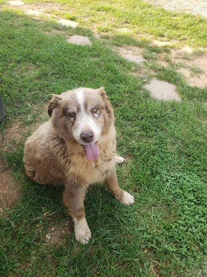 Lost dog in Mooresville, NC, 28115