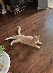Lost cat in Fremont, CA, 94539