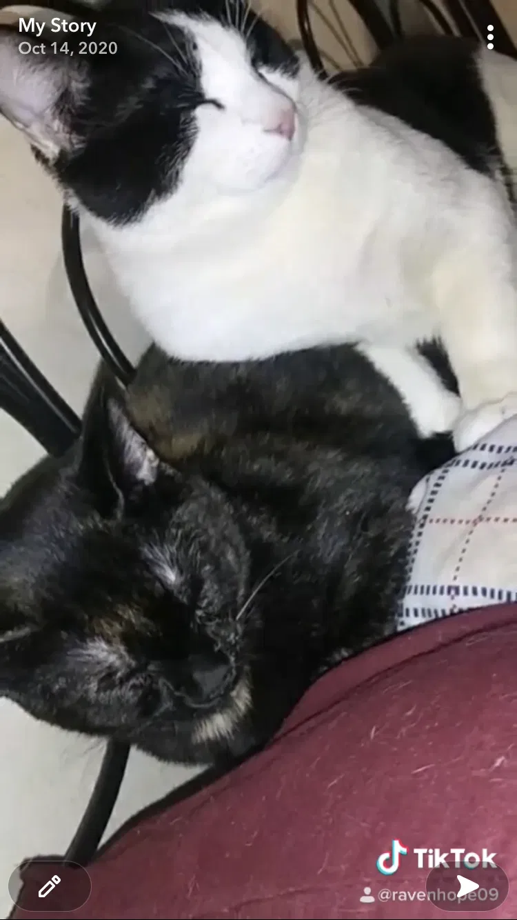 Lost cat in Seattle, WA, 98178