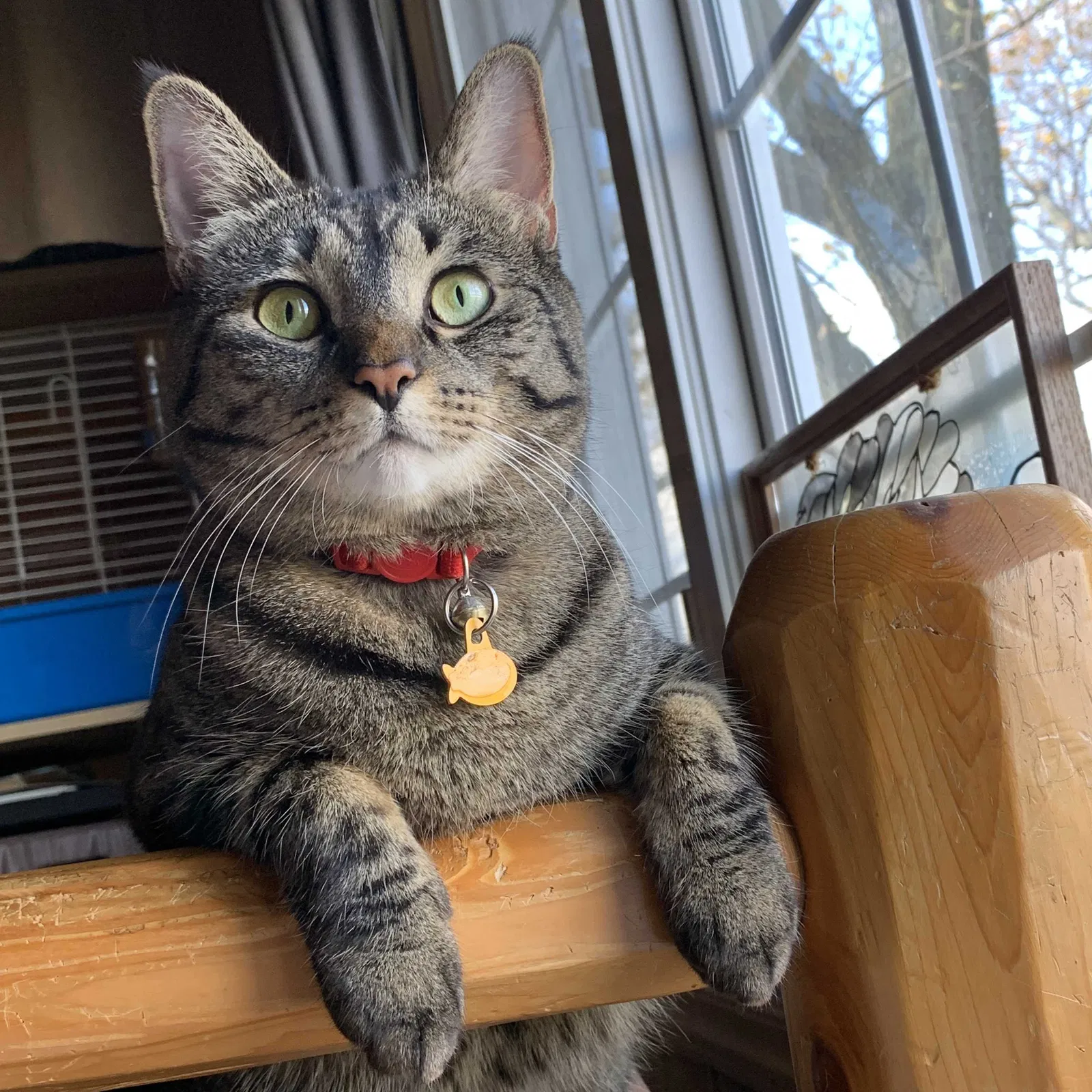 Lost cat in Hebron, IN, 46341