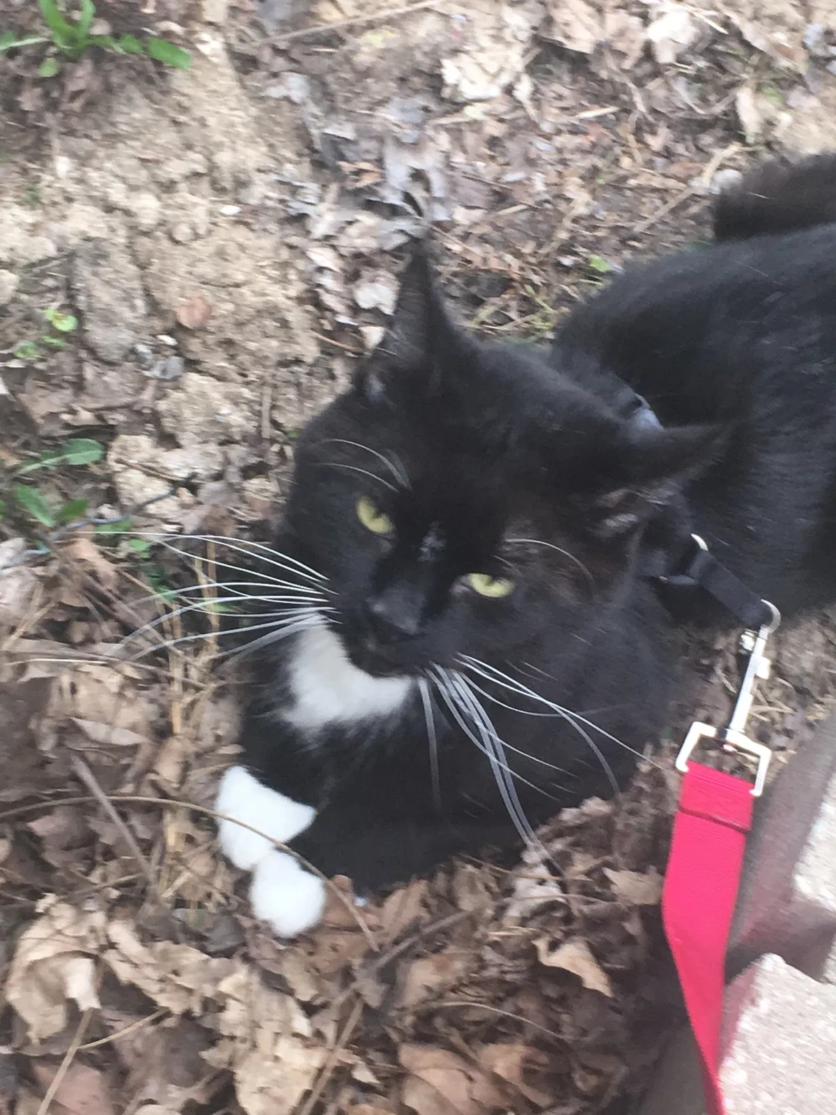 Lost cat in Haltom City, TX, 76117