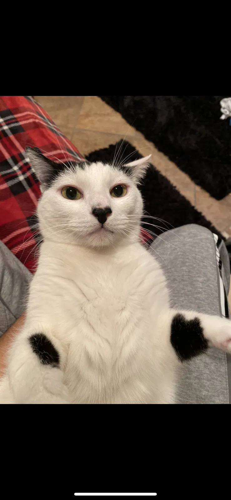 Lost cat in La Canada Flintridge, CA, 91011