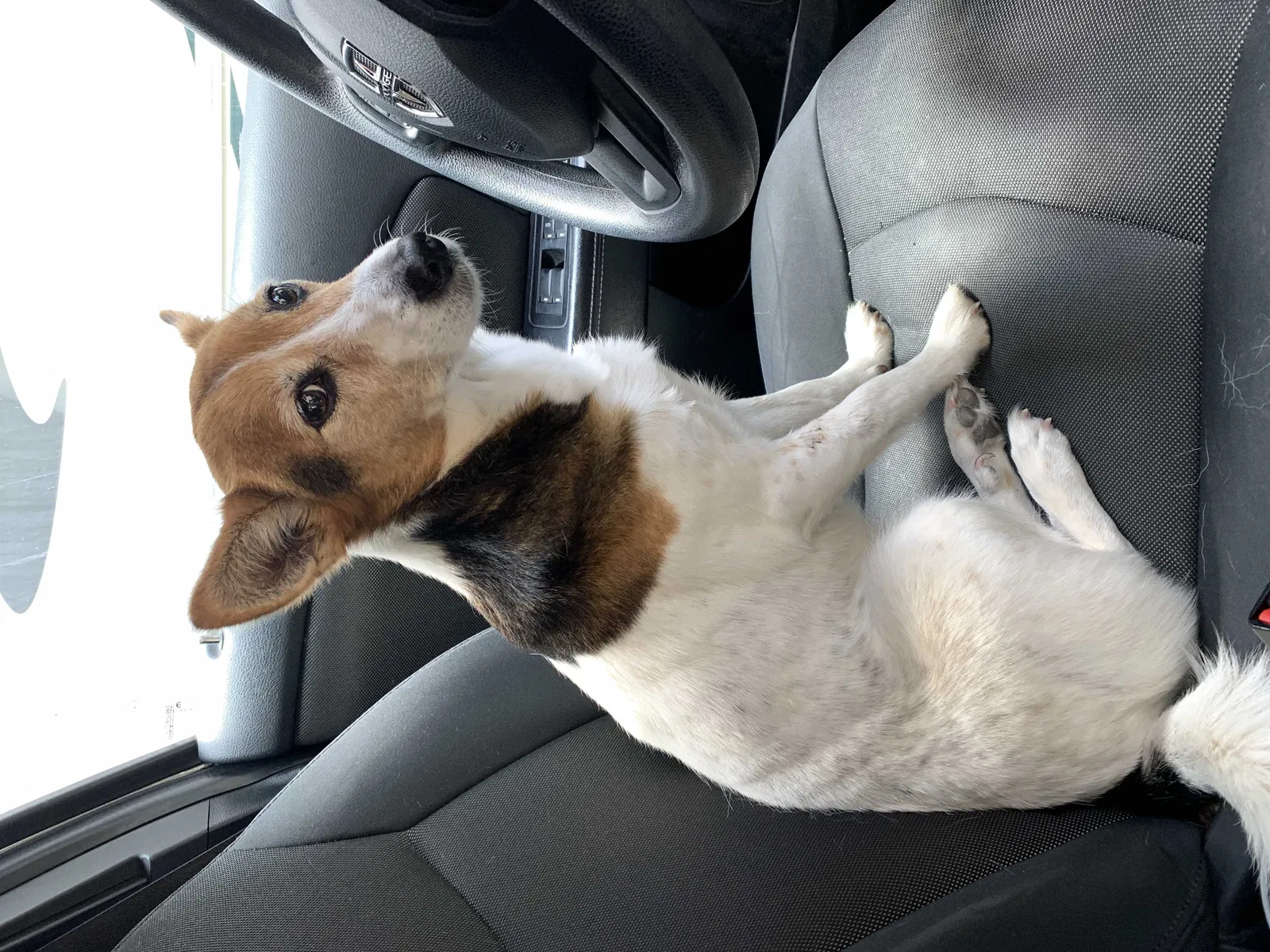 Found dog in Pasadena, MD, 21122