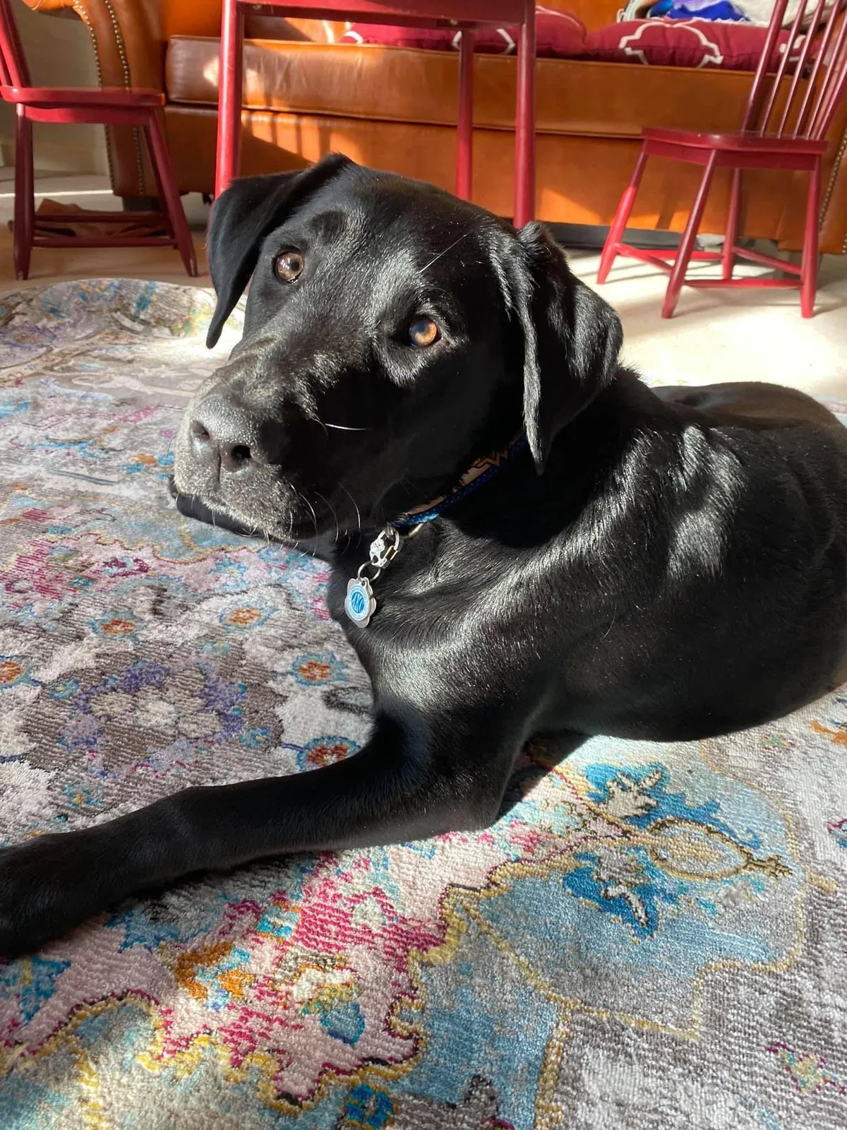 Lost dog in Sumter, SC, 29150