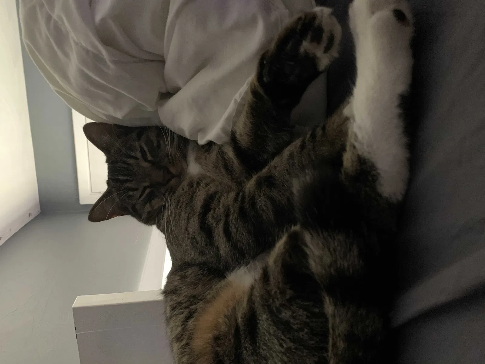 Lost cat in Fort Lauderdale, FL, 33304