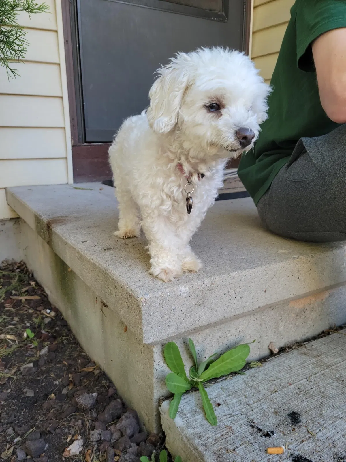 Lost dog in Unknown, WI, 0