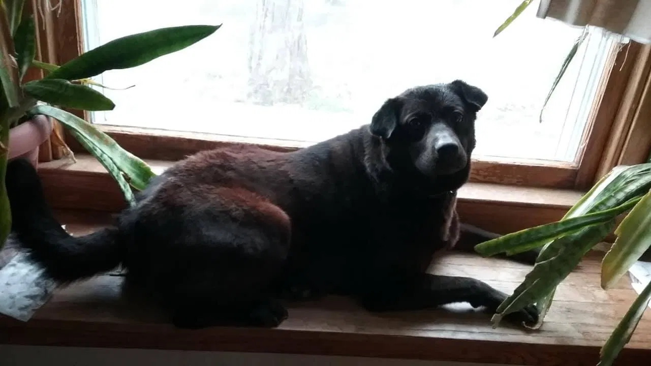 Lost dog in Elmira, NY, 14904