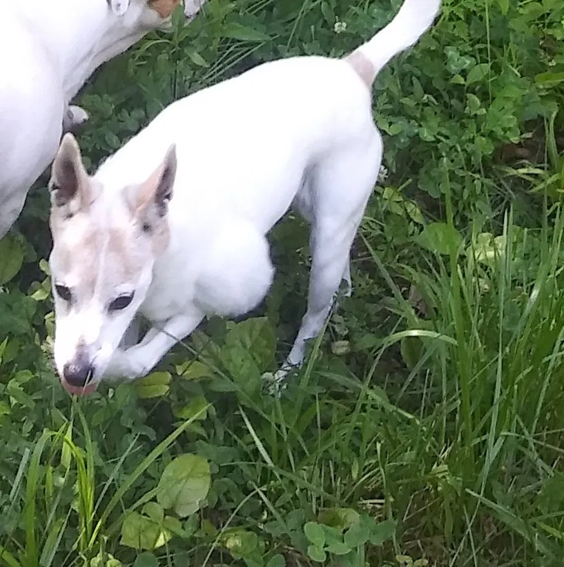 Lost dog in Chapmanville, WV, 25508