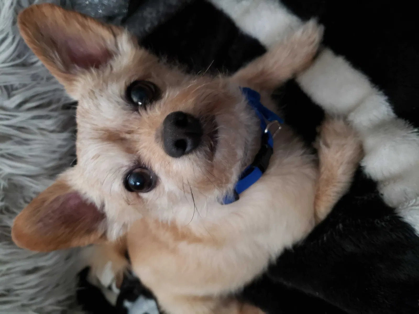 Lost dog in Midvale, UT, 84047