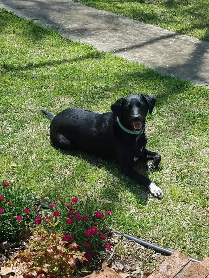 Lost dog in Easley, SC, 29642