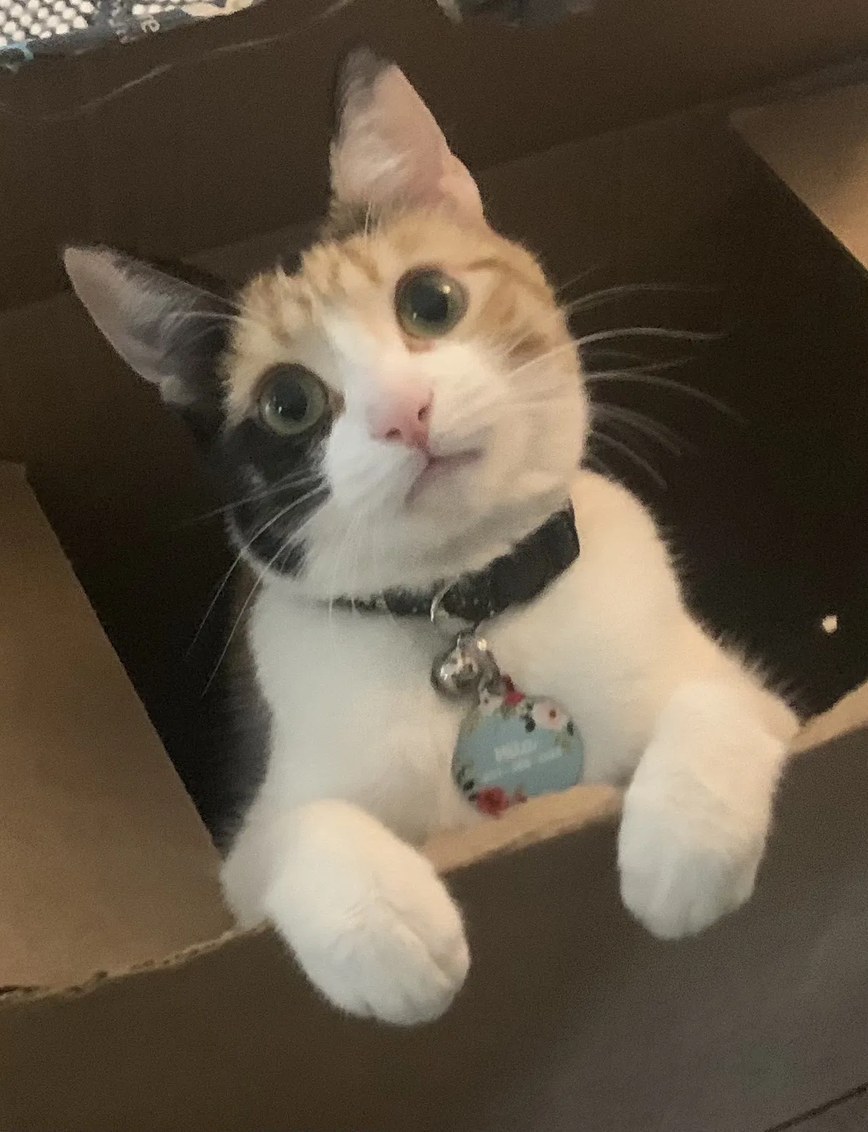 Lost cat in Lafayette, LA, 70503
