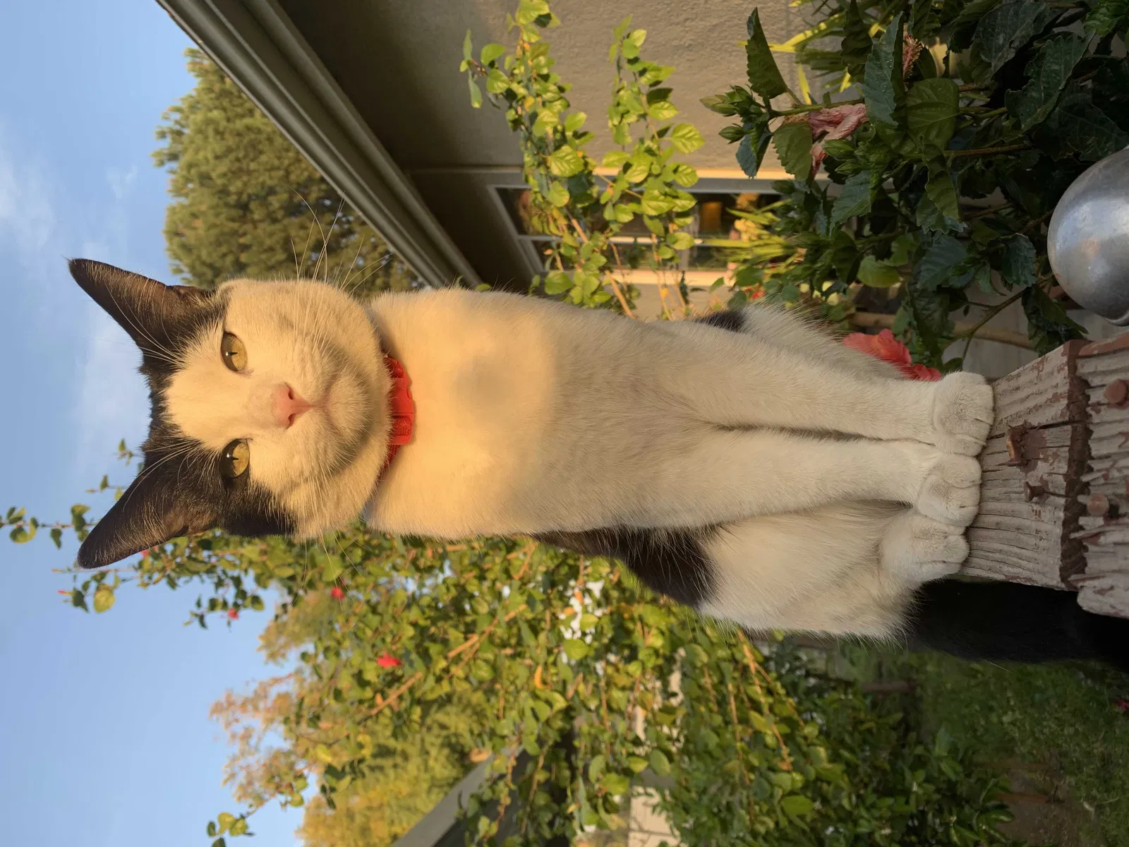 Lost cat in Redlands, CA, 92374