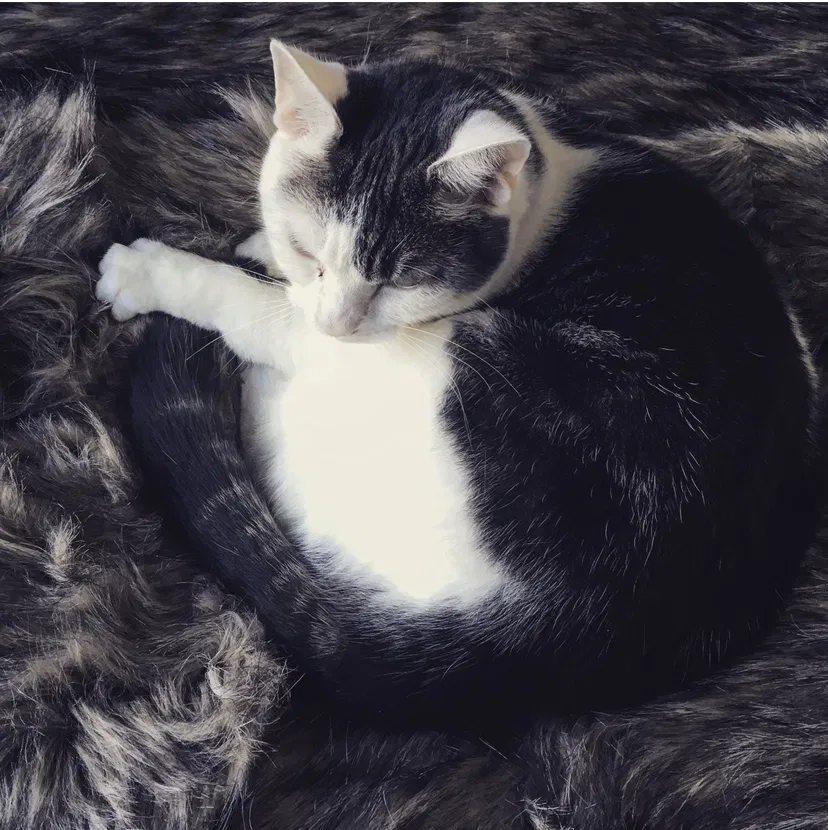 Lost cat in San Marino, CA, 91108