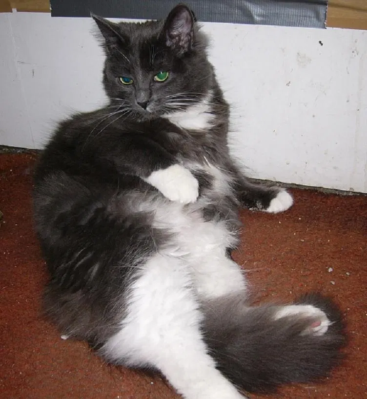 Lost cat in Warren, MI, 48091