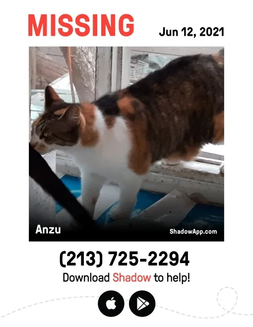 Lost cat in Sierra Madre, CA, 91024