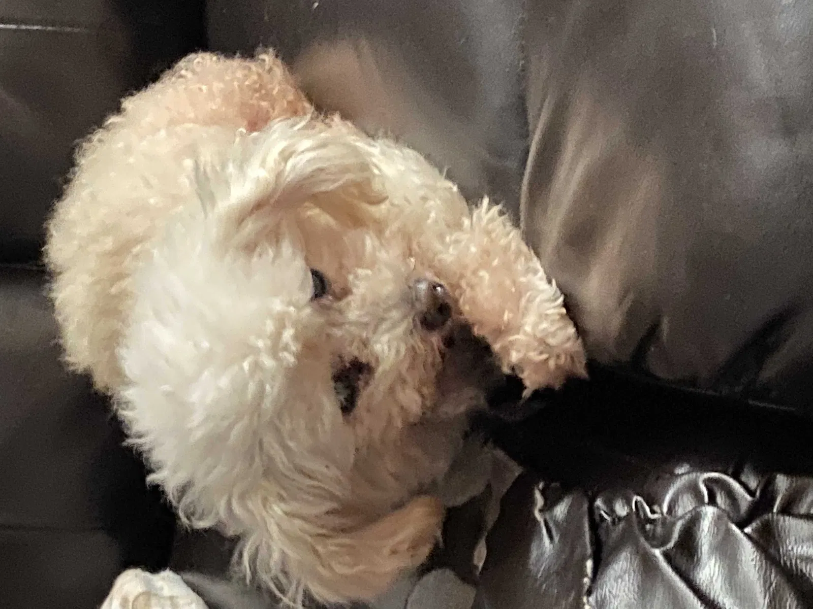 Lost dog in Cabot, AR, 72023