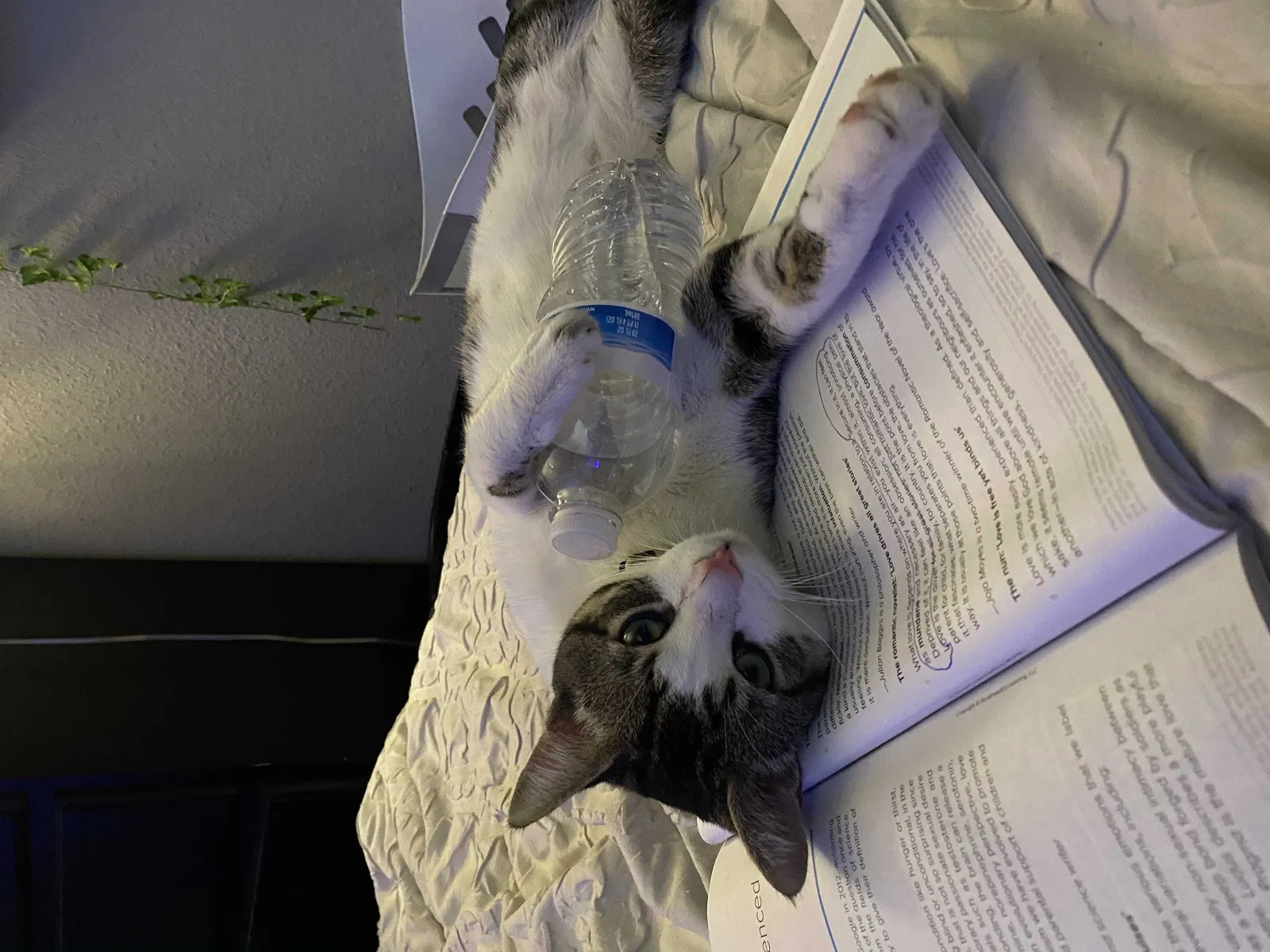 Lost cat in Yucaipa, CA, 92399