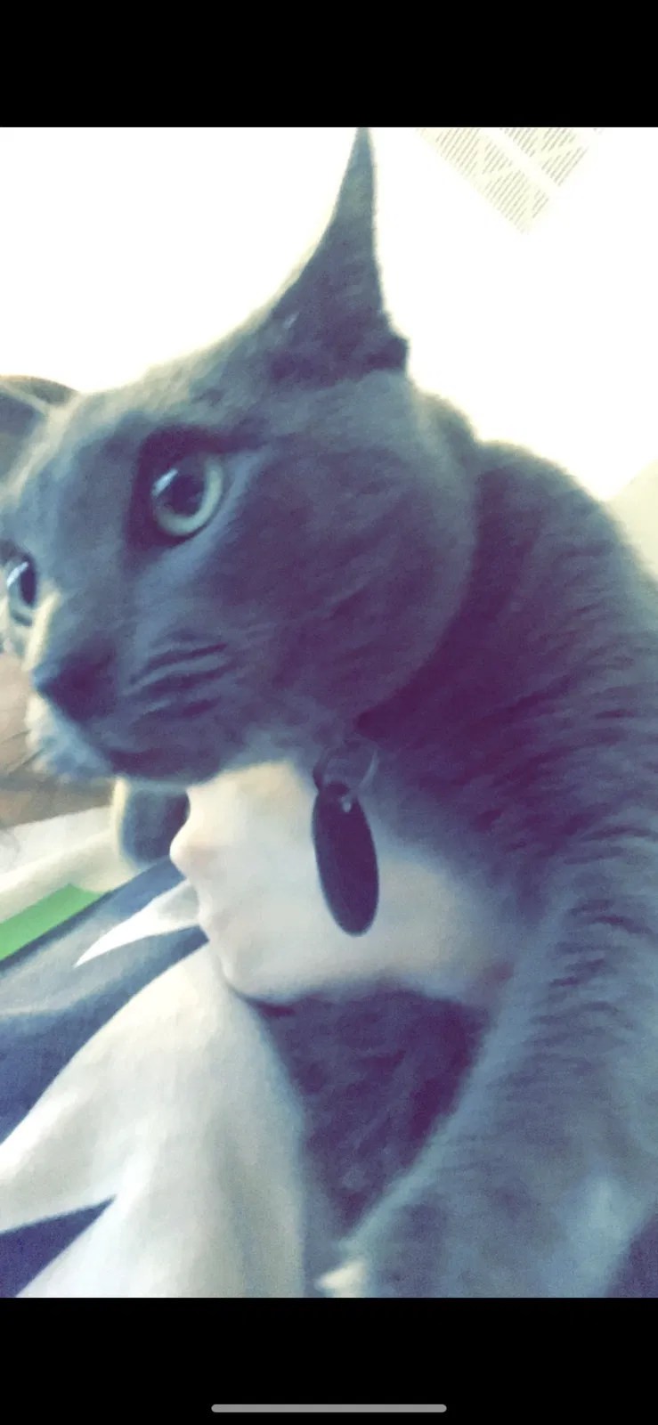 Lost cat in Bellaire, TX, 77401