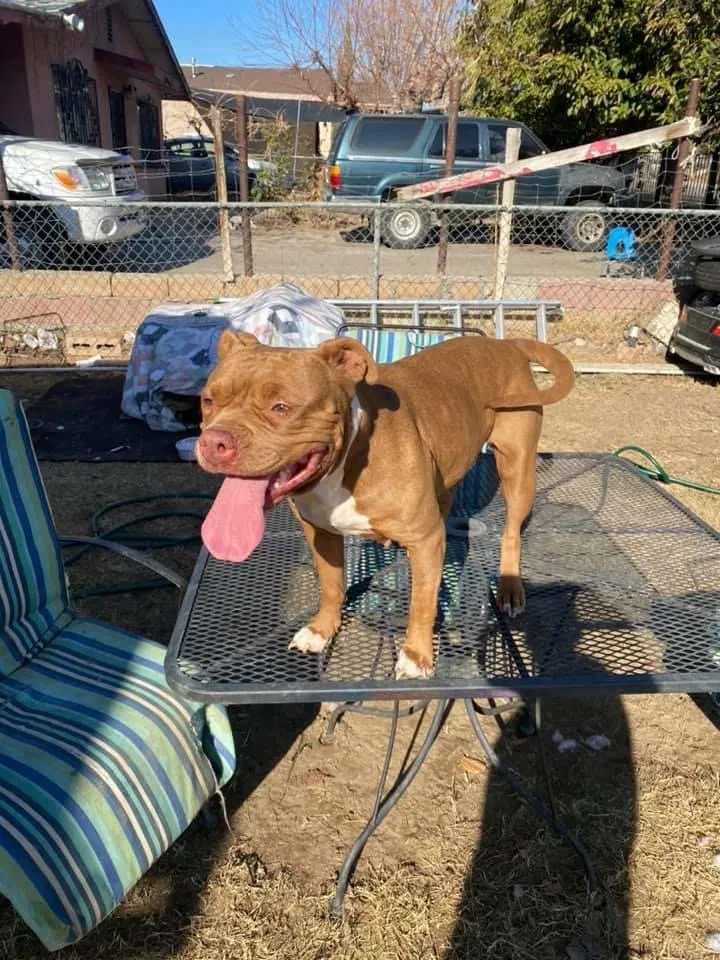 Lost dog in Lamont, CA, 93241