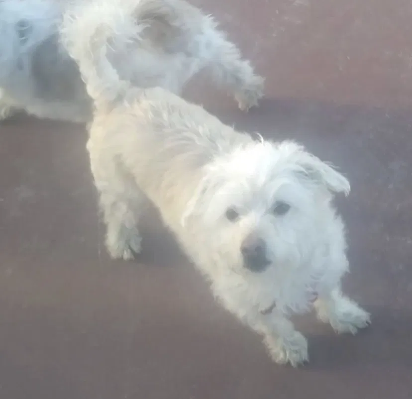 Lost dog in Victorville, CA, 92392