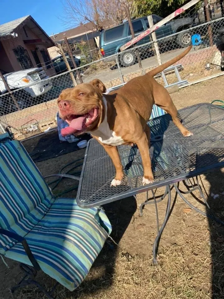 Lost dog in Lamont, CA, 93241