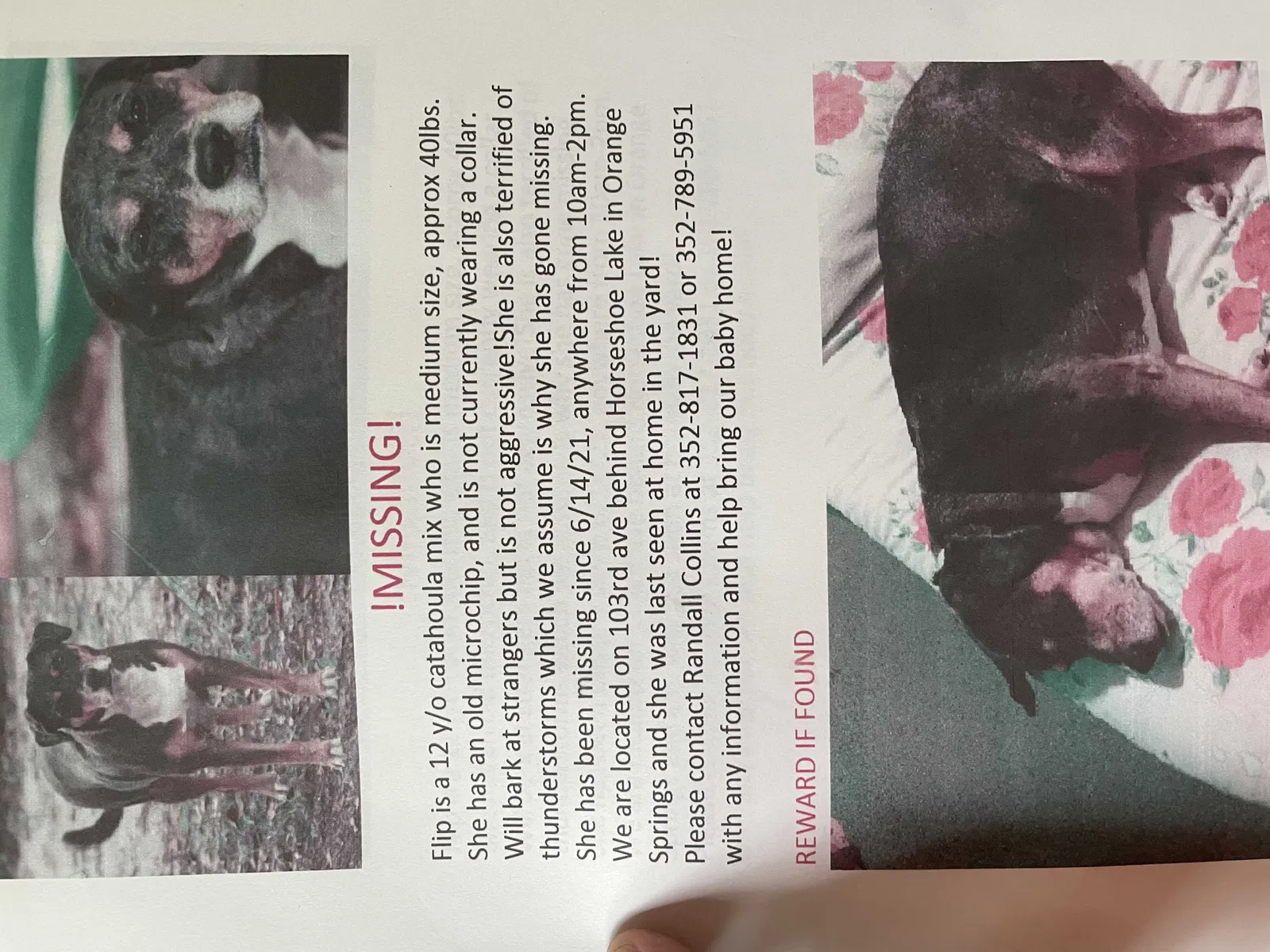 Lost dog in Fort Mc Coy, FL, 32134
